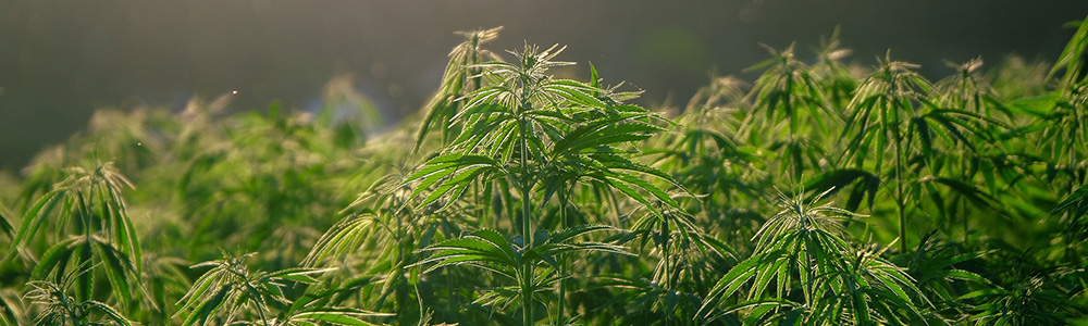 Cannabis Sativa plants that could be hemp or marijuana