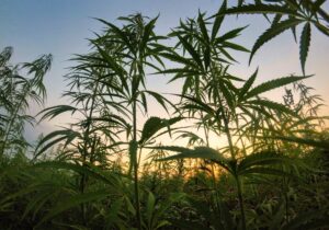 cannabis sativa plants or industrial hemp growing in a field to make hemp paper