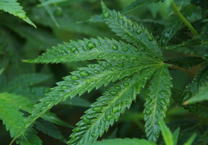 raindrops and water on a cannabis sativa hemp plant