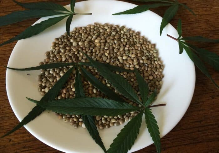 bowl of hemp seeds that can be used to grow hemp with hemp hearts inside them